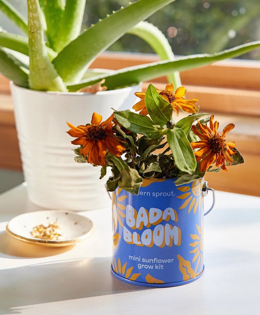 Bada Bloom Mini Sunflower Grow Kit