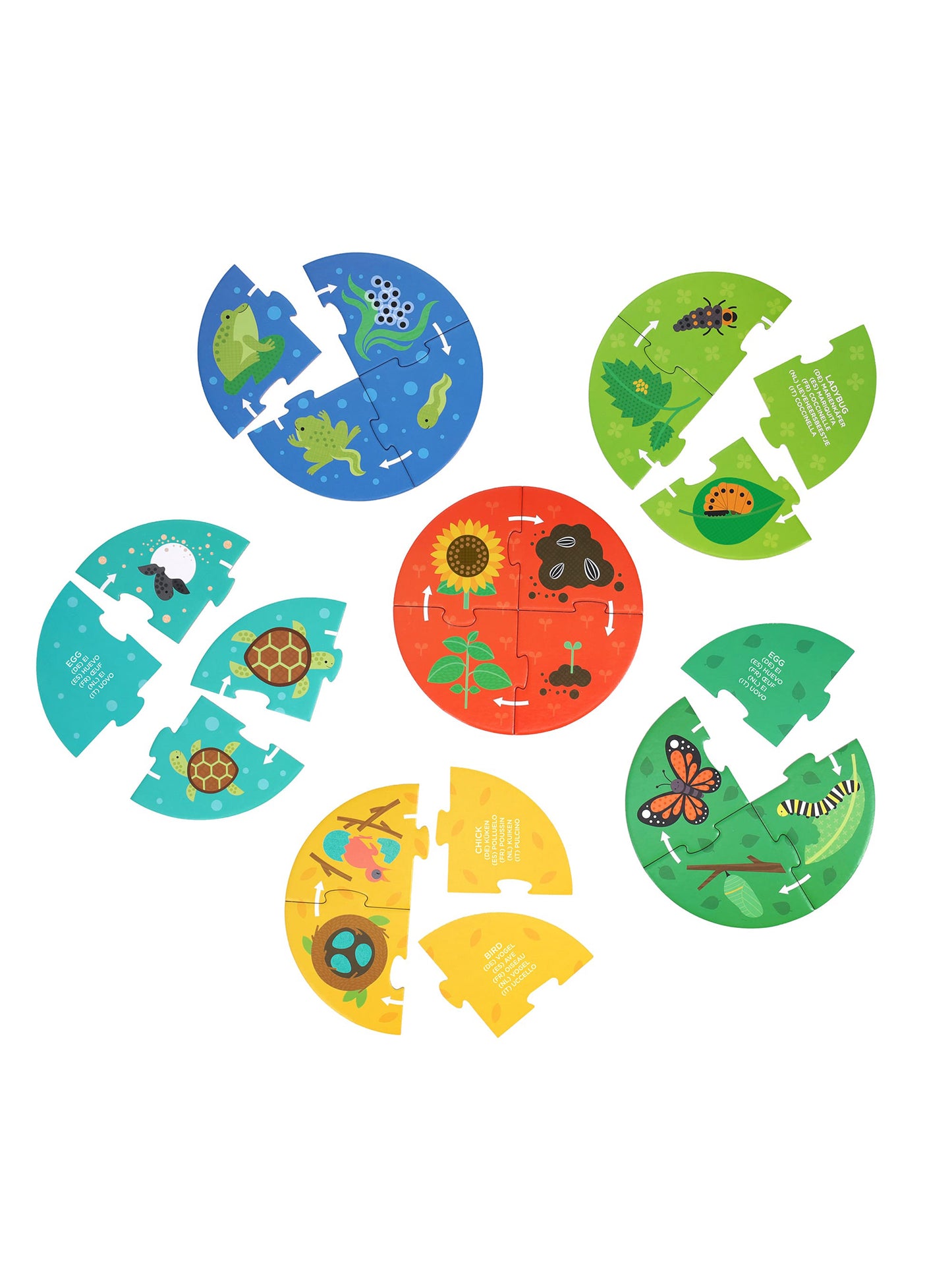 Life Cycle Discovery Puzzle